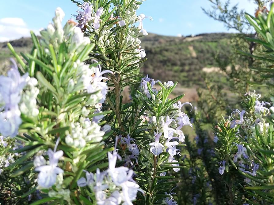 aromatic herbs