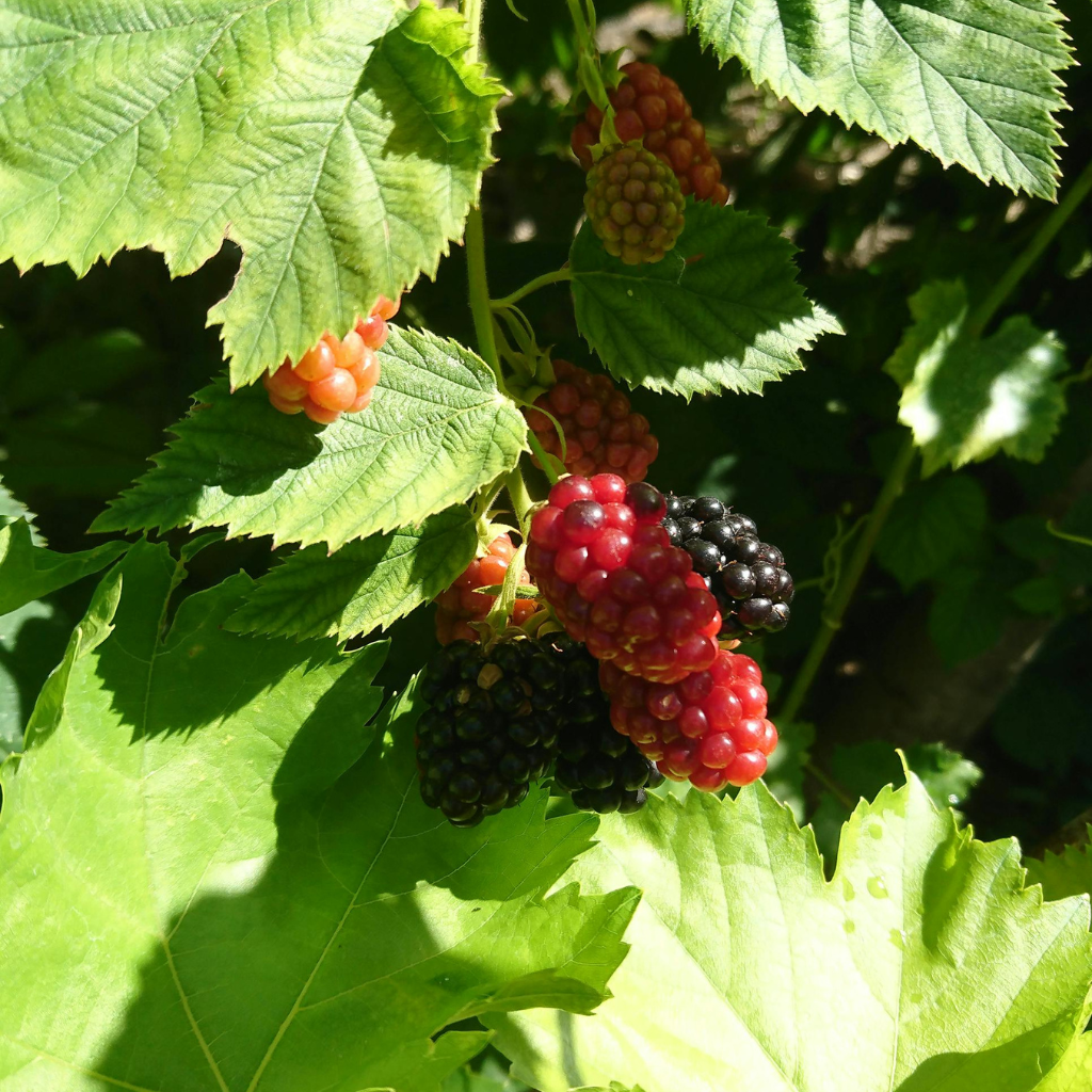 seasonal fruits seasonal fruits fresh fruits