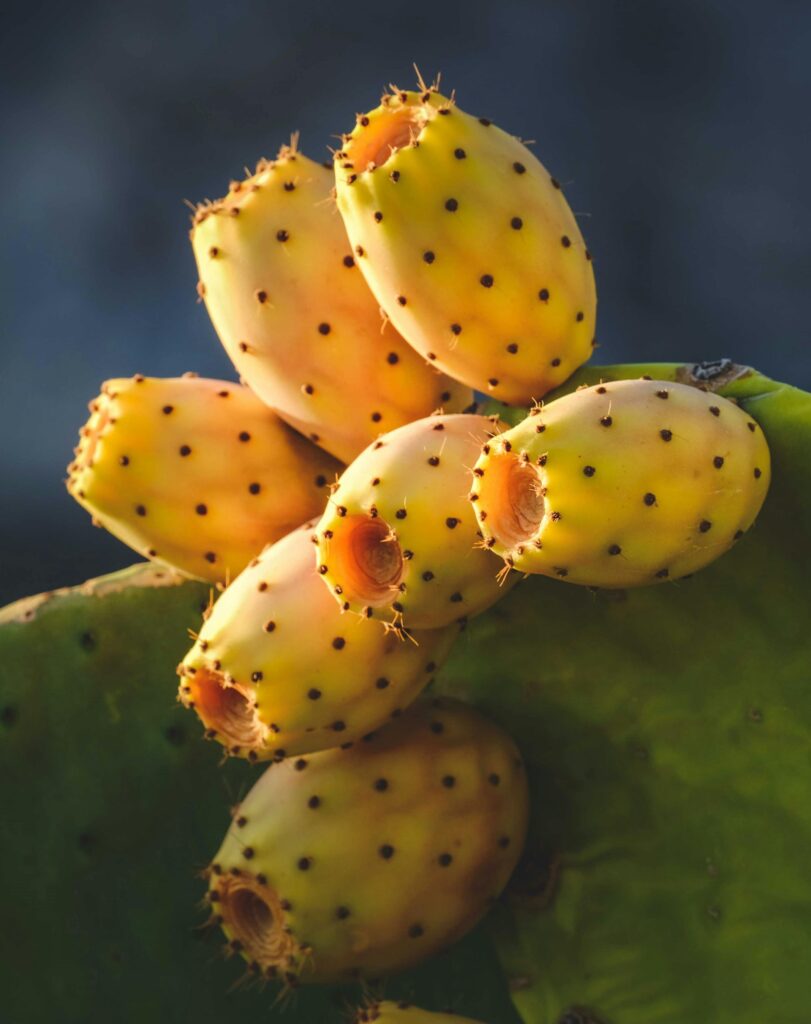 seasonal fruits seasonal fruits fresh fruits